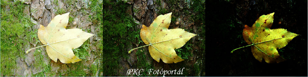 PKC Fotportl